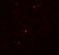 MOX1 Antibody